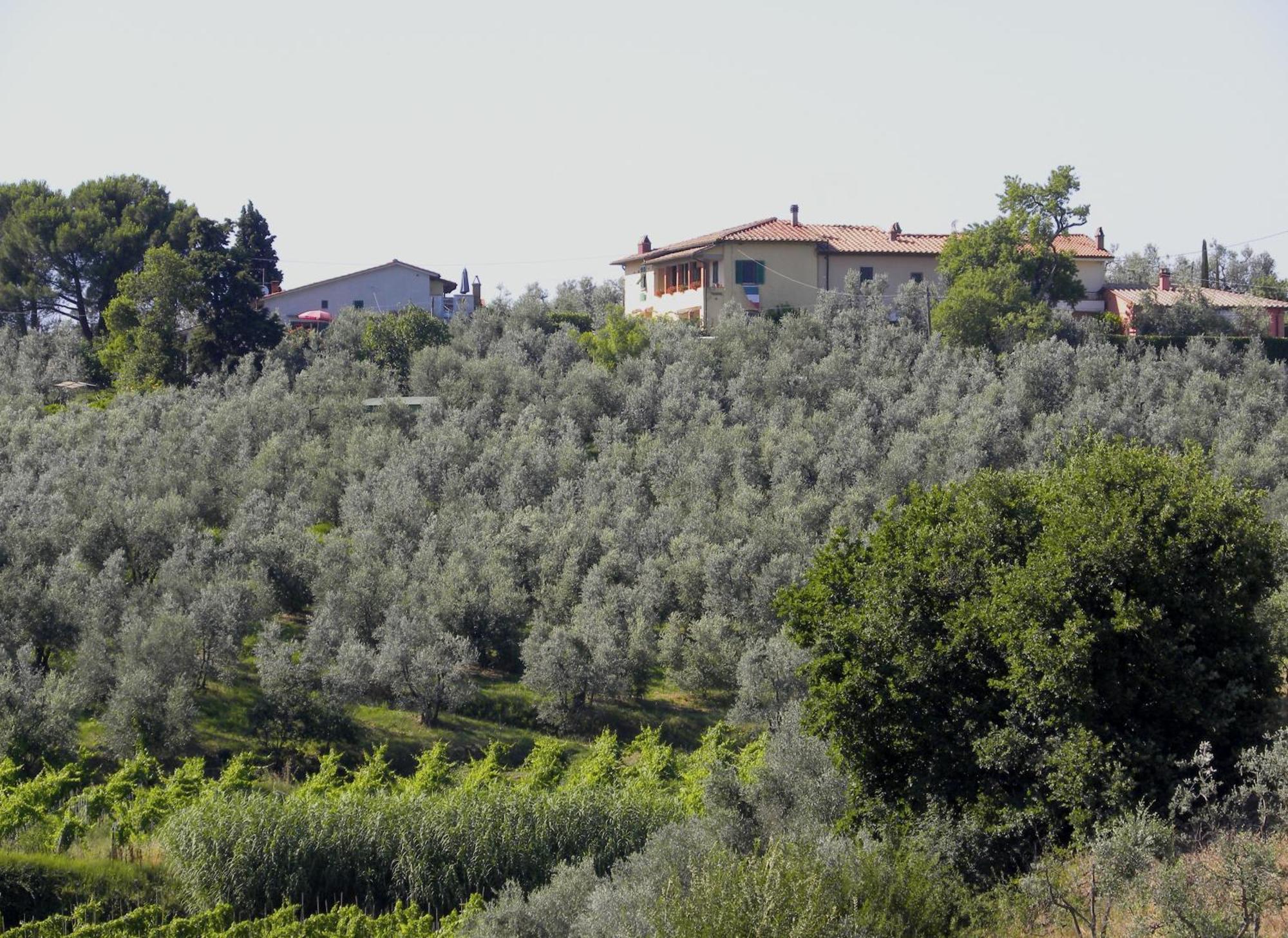 Agriturismo Podere Zollaio Vinci Værelse billede